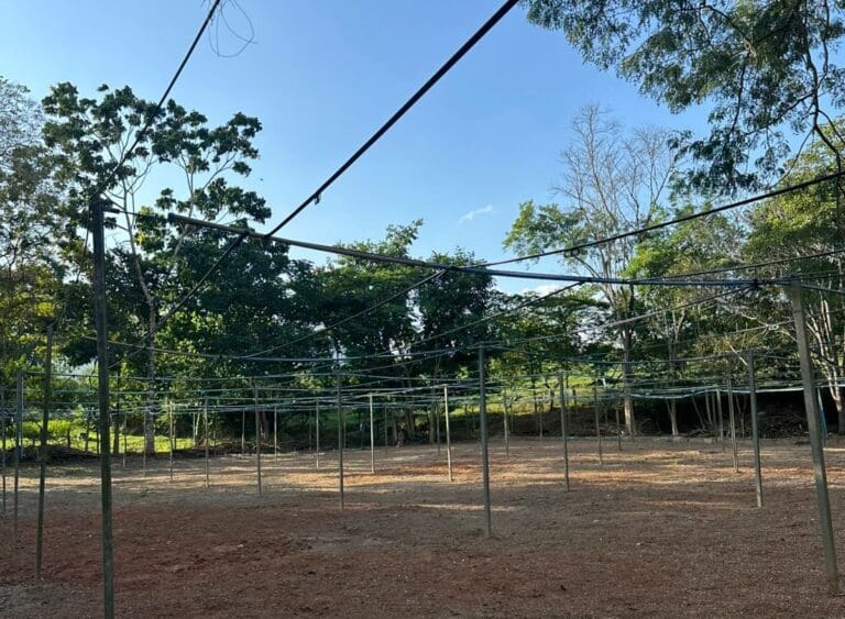 Diocese reinaugura o viveiro de mudas “São Francisco” neste sábado (31)