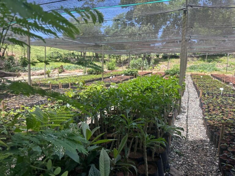 Crescimento das mudas marca nova fase do Viveiro São Francisco em Cachoeiro de Itapemirim