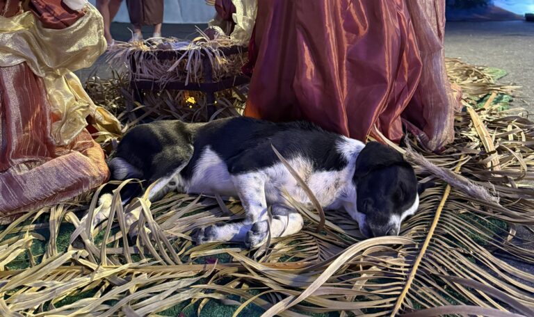 Cachorro chama atenção ao se deitar no presépio durante o Natal de Luz em Guaçuí